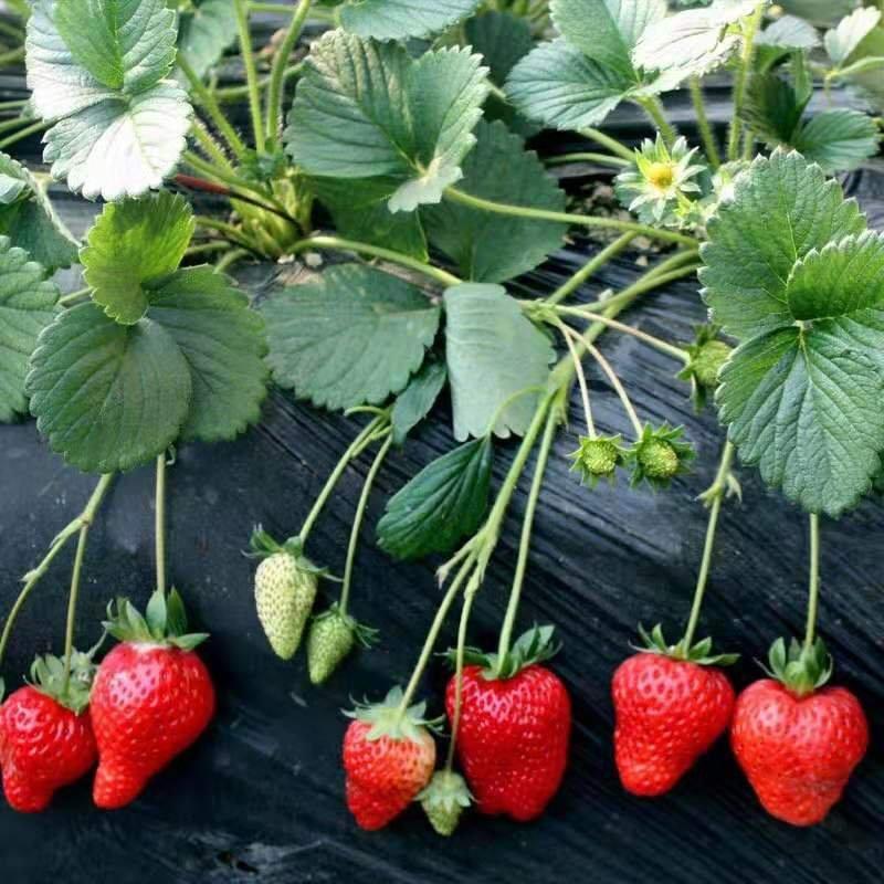 （热销草莓）正宗四季草莓苗奶油草莓包成活当年结果带花带果