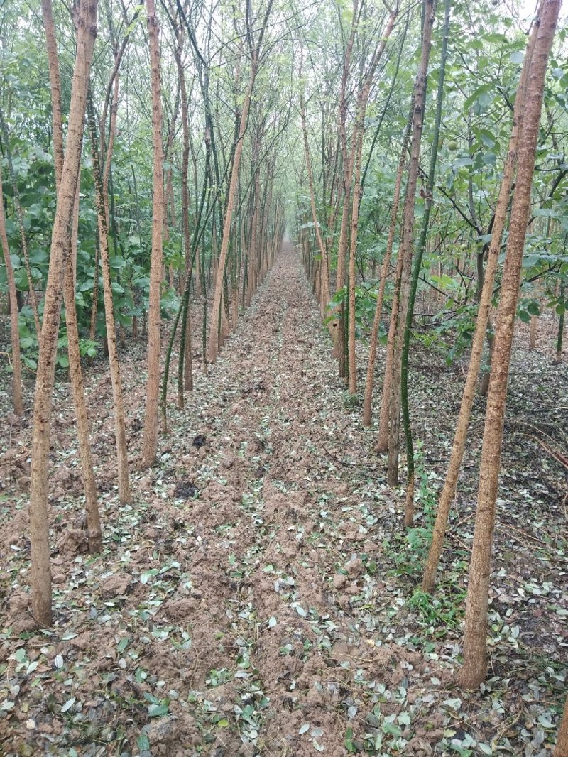 绿化树