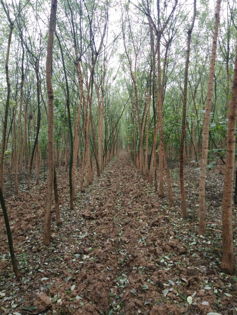 绿化树