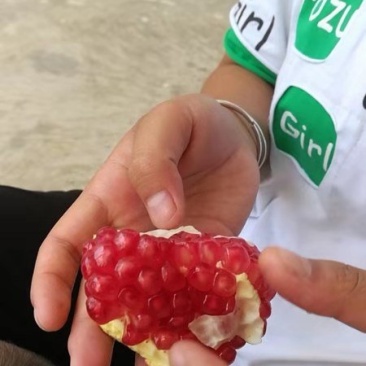 云南宾川突尼斯软子石榴大量上市，