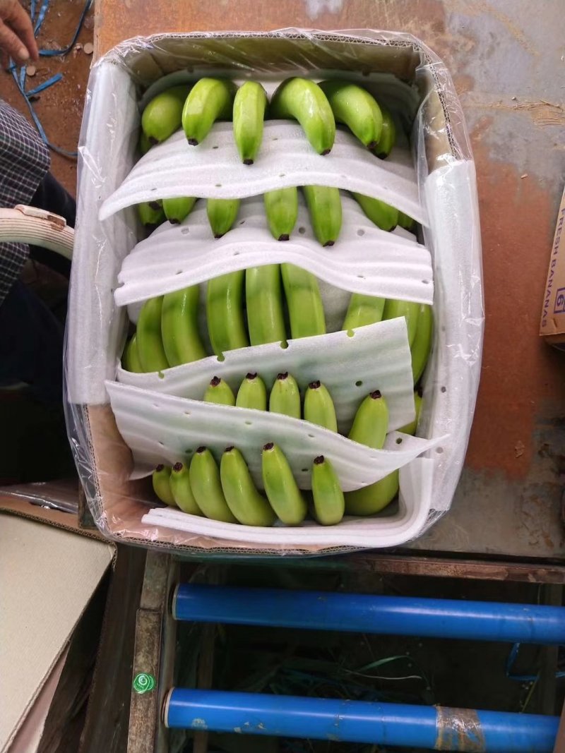 香蕉七成熟