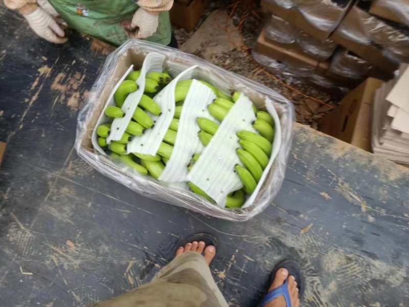 香蕉七成熟