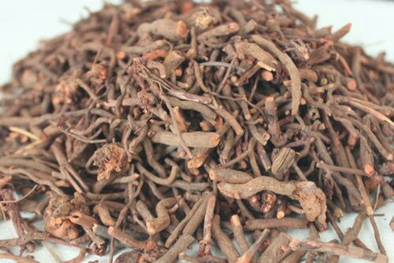 茜草千余品种供应承接订单