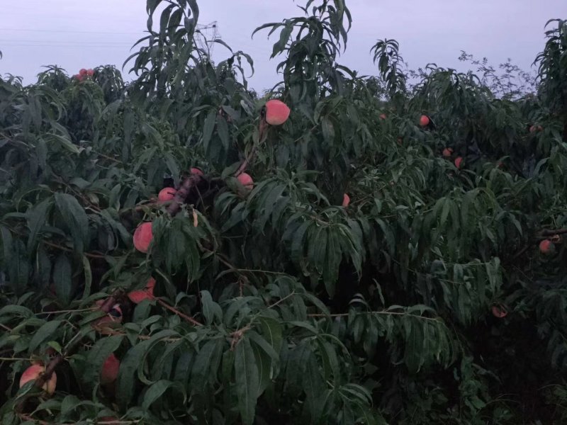 永莲蜜桃