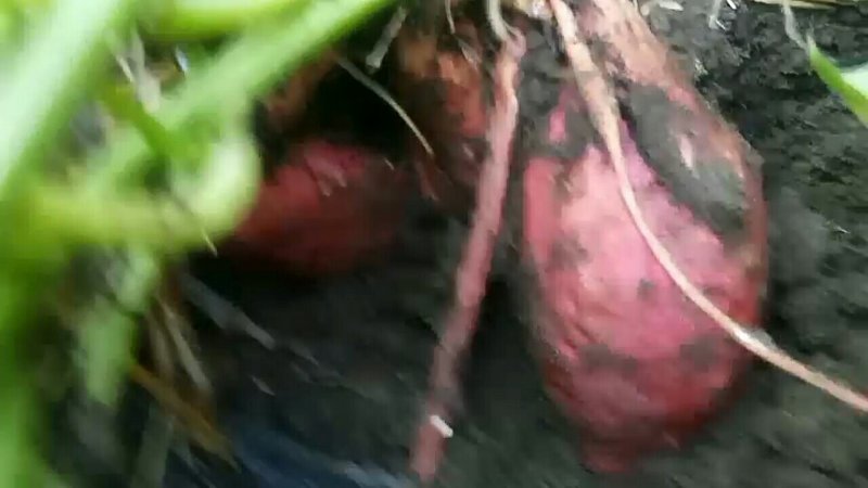 烟薯25