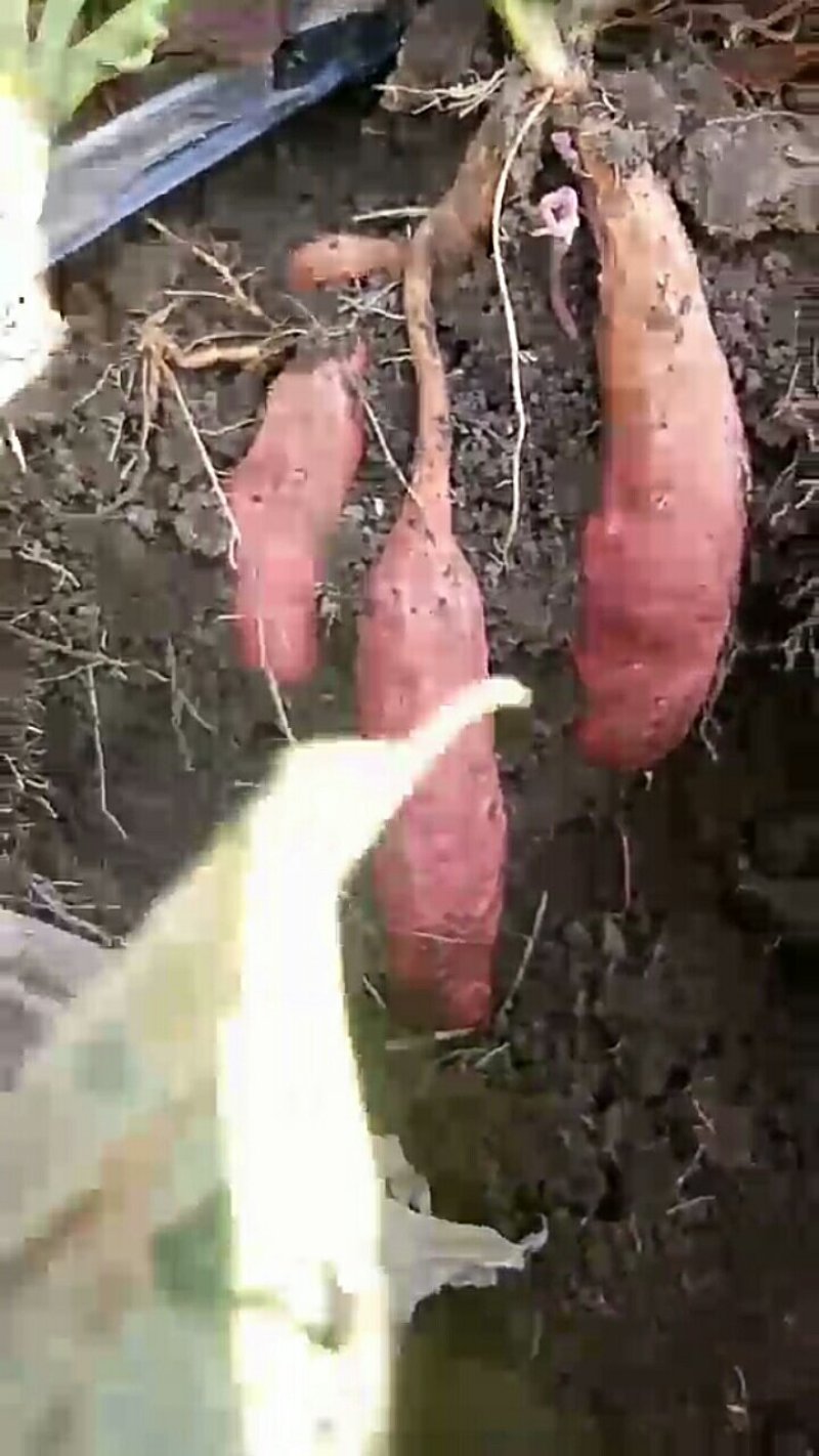 烟薯25