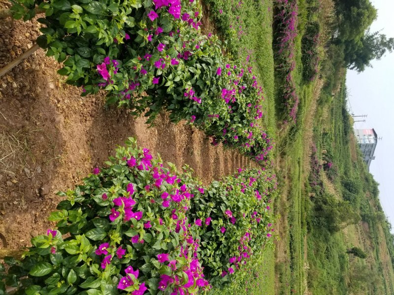 紫花40公分插杆笼子（九重葛）