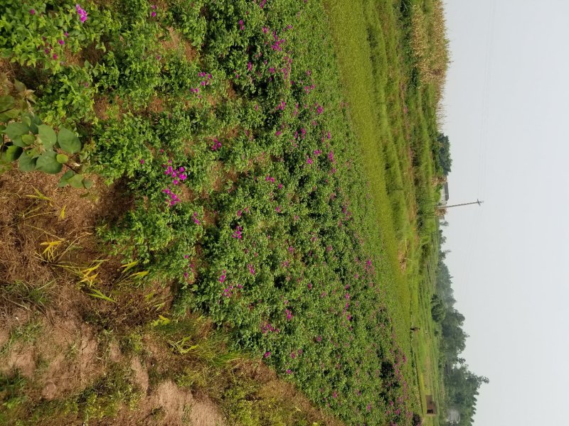 紫花40公分插杆笼子（九重葛）