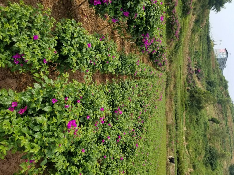 紫花40公分插杆笼子（九重葛）