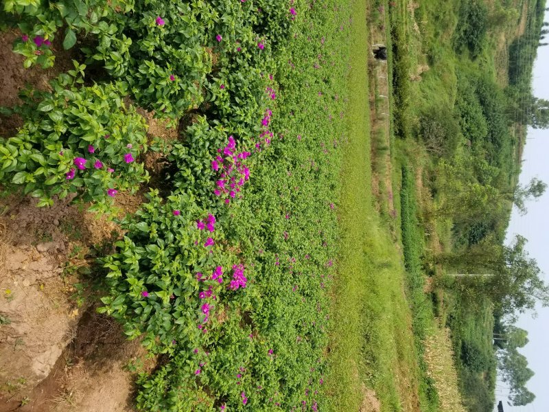 紫花40公分插杆笼子（九重葛）