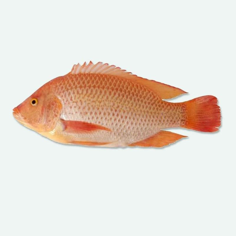 红鲷鱼，彩红朗，红罗非