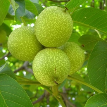 核桃