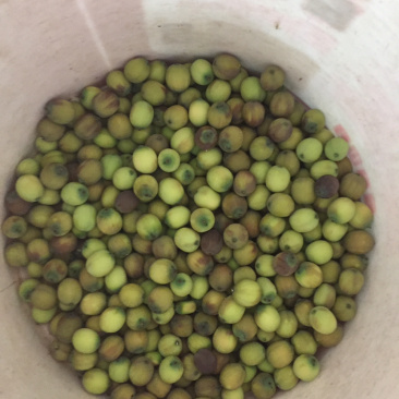 江西抚州南城县50亩莲子
