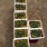大量供应沾化大棚冬枣