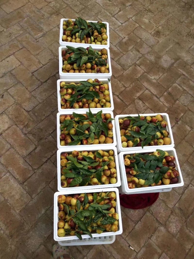大量供应沾化大棚冬枣