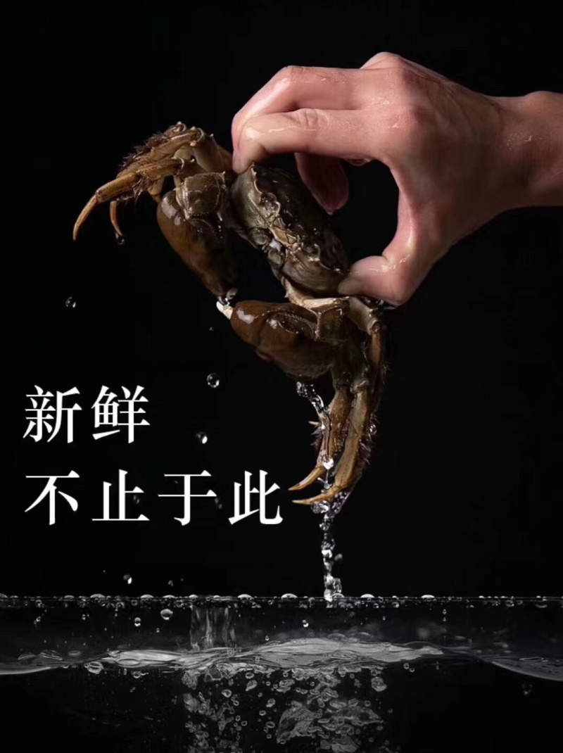 批发大闸蟹鲜活螃蟹可一件代发