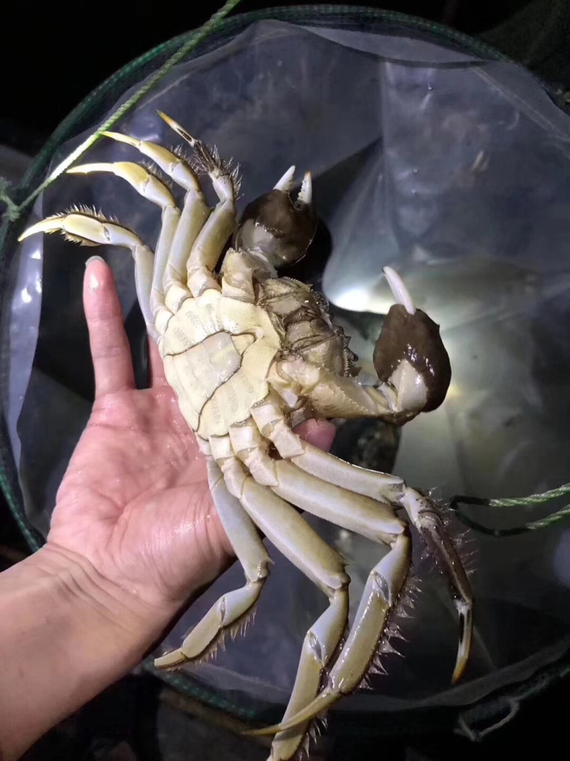 批发大闸蟹鲜活螃蟹可一件代发
