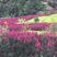 大红天鹅绒紫薇3公分，紫薇庄园，花色艳，花期长，包送上车