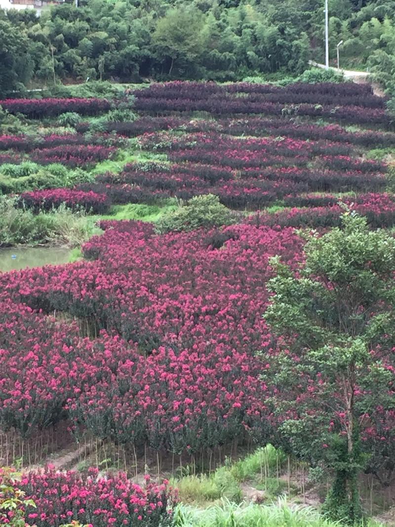 大红天鹅绒紫薇3公分，紫薇庄园，花色艳，花期长，包送上车