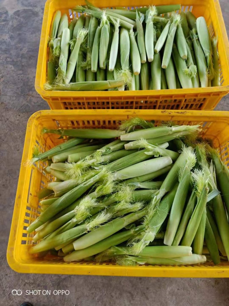 甜玉米笋，小玉米