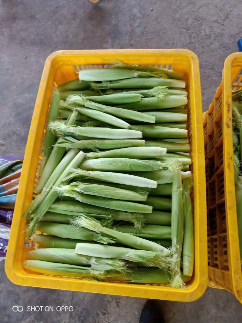 甜玉米笋，小玉米