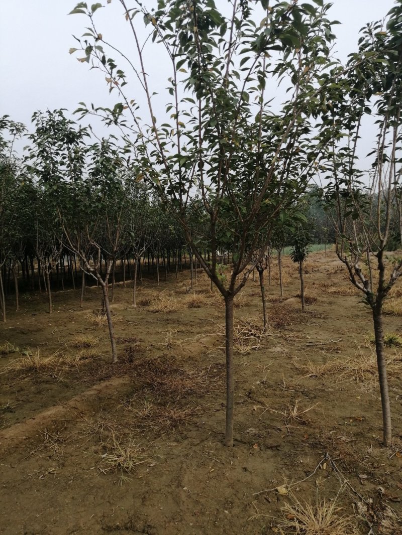 定州苗圃-樱花樱花树3---20公分