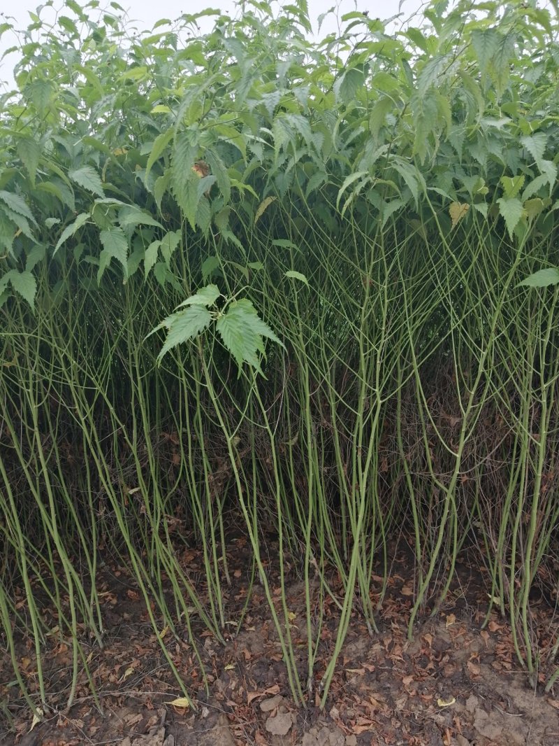 棣棠丛生棣棠重瓣棣棠3---20分枝产地直销