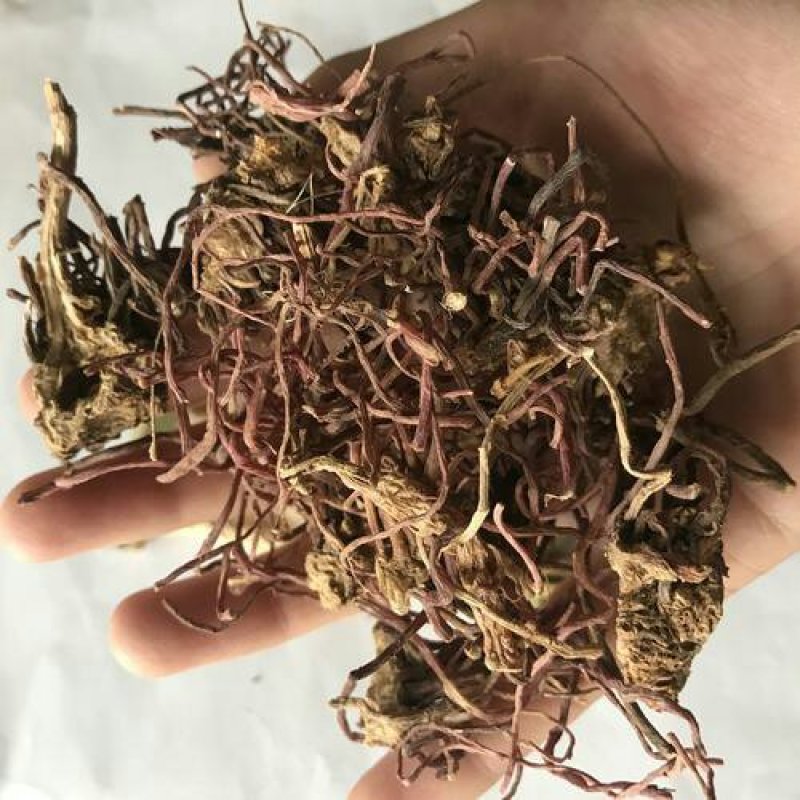 紫苑千余品种供应承接订单