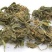 紫花地丁千余品种供应承接订单