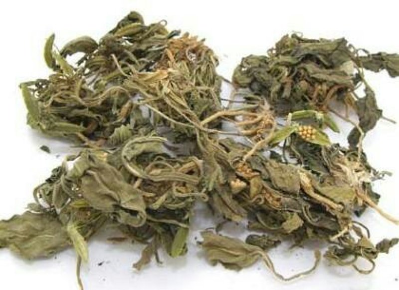 紫花地丁千余品种供应承接订单