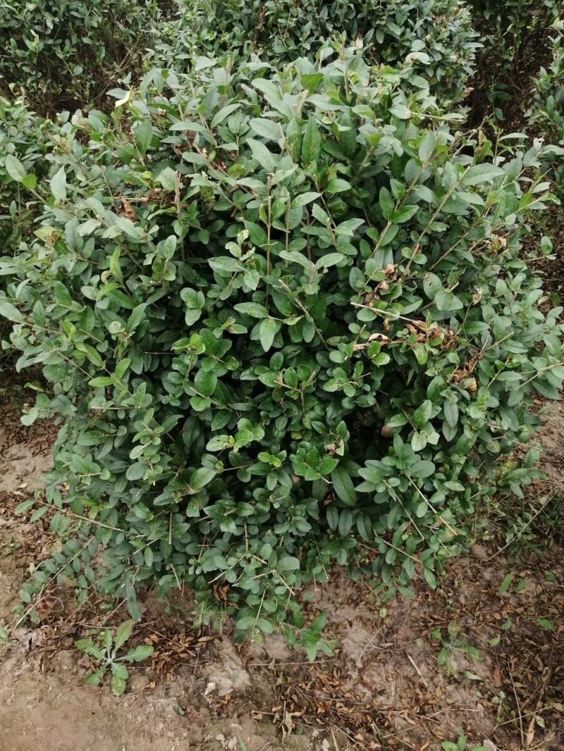 水蜡球80---120米实球产地直销