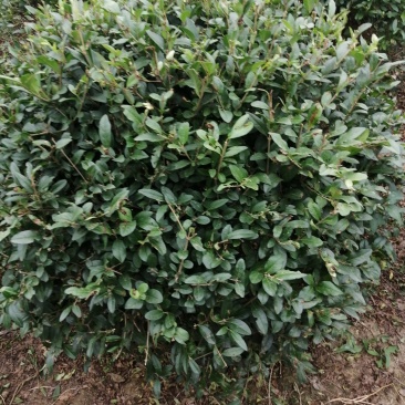 水蜡球80---120米实球产地直销