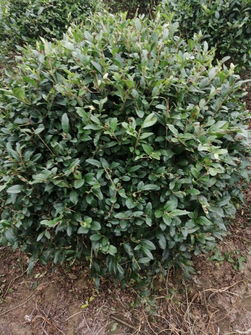水蜡球80---120米实球产地直销