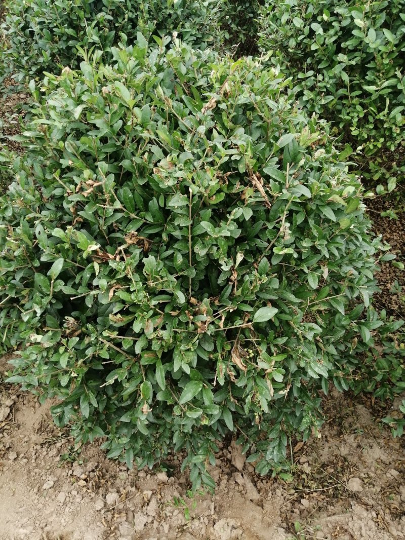 水蜡球80---120米实球产地直销