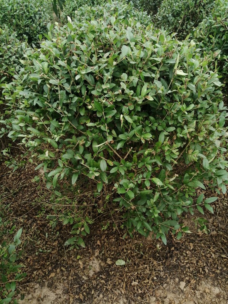 水蜡球80---120米实球产地直销