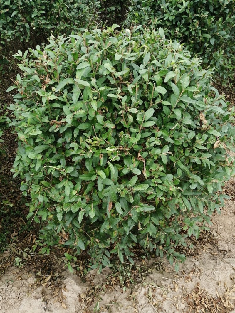 水蜡球80---120米实球产地直销
