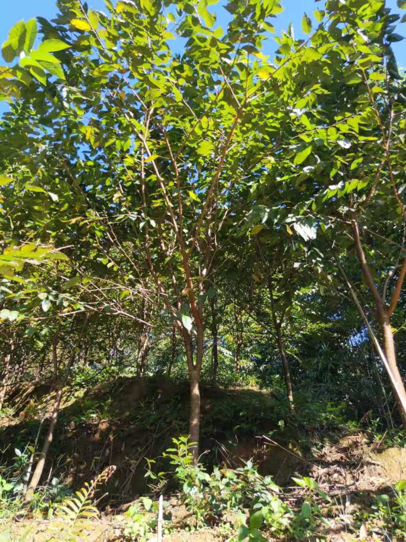 福建山樱花
