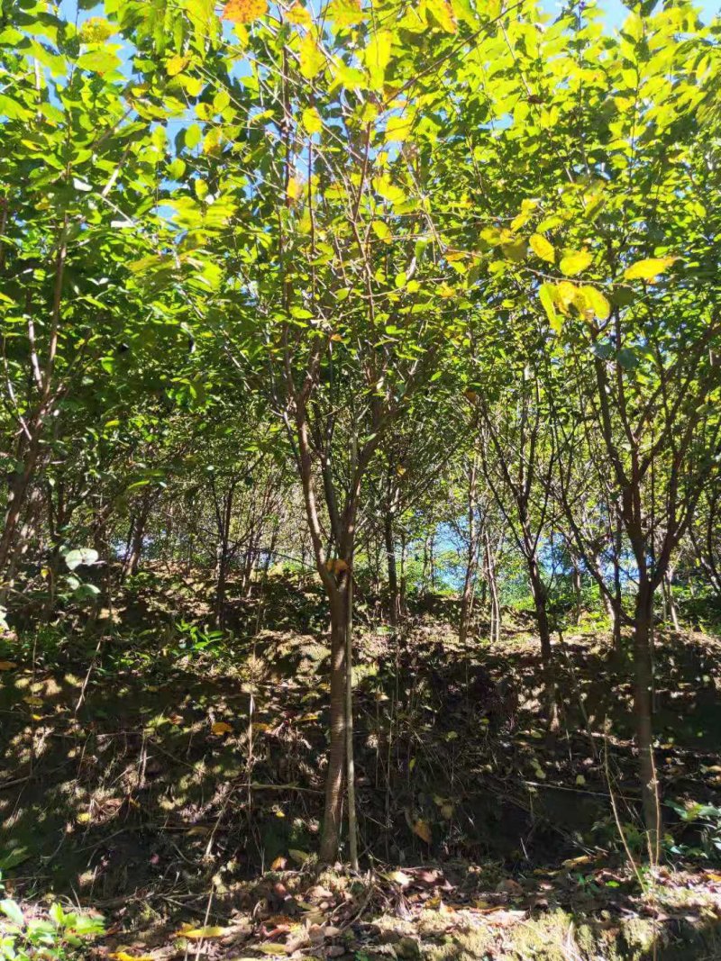 福建山樱花