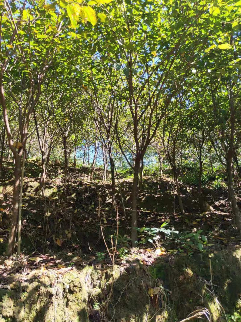 福建山樱花