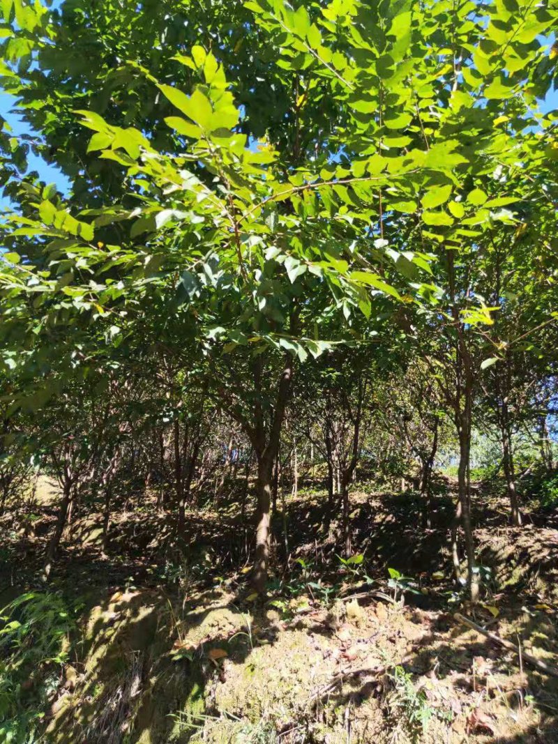 福建山樱花