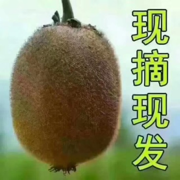 陕西眉县徐香猕猴桃