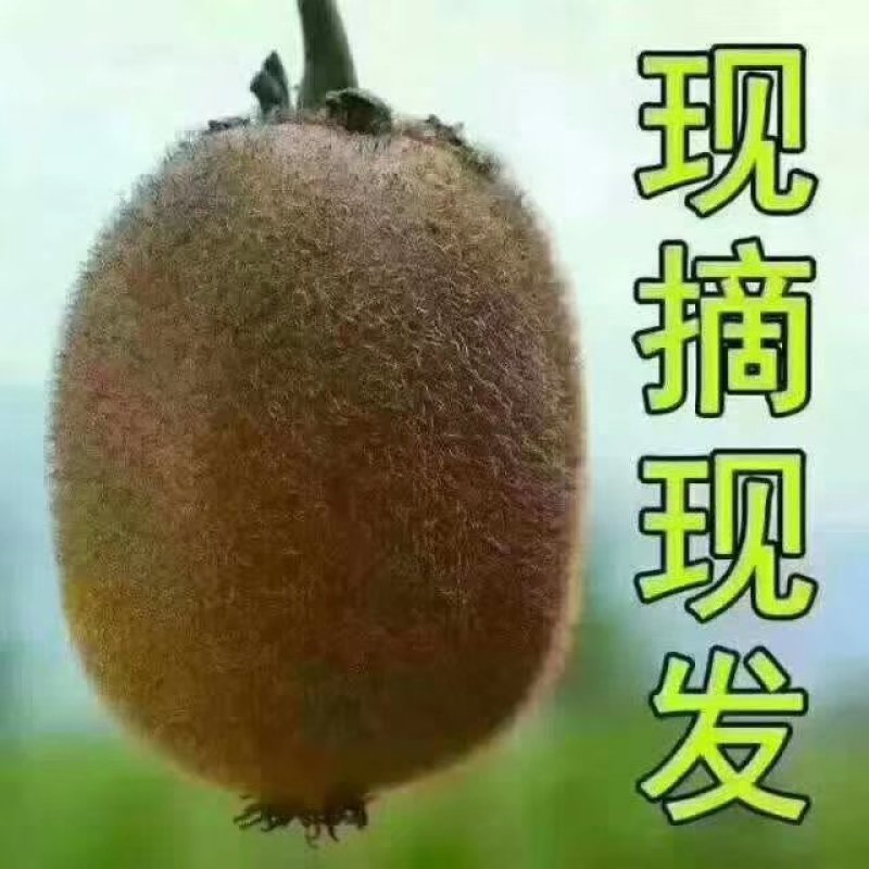 陕西眉县徐香猕猴桃