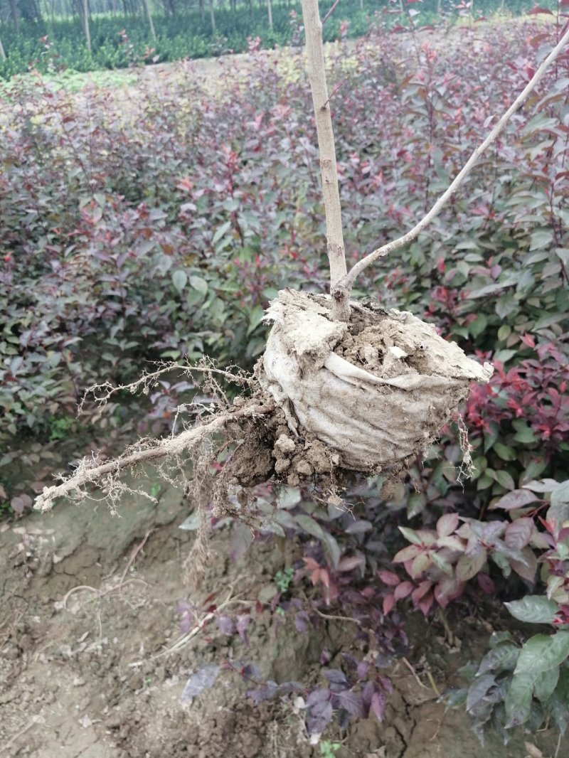 定州苗圃-红叶李密枝红叶李60---150篱米