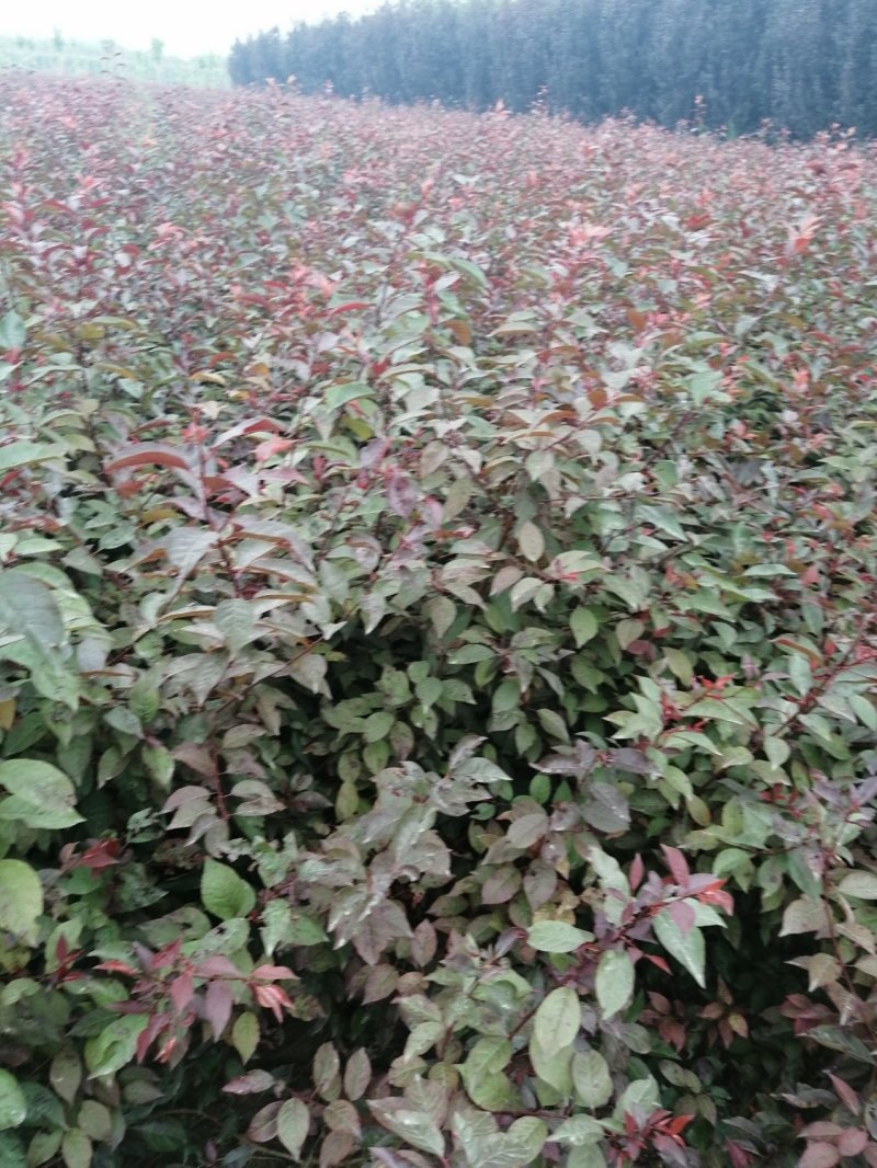 定州苗圃-红叶李密枝红叶李60---150篱米