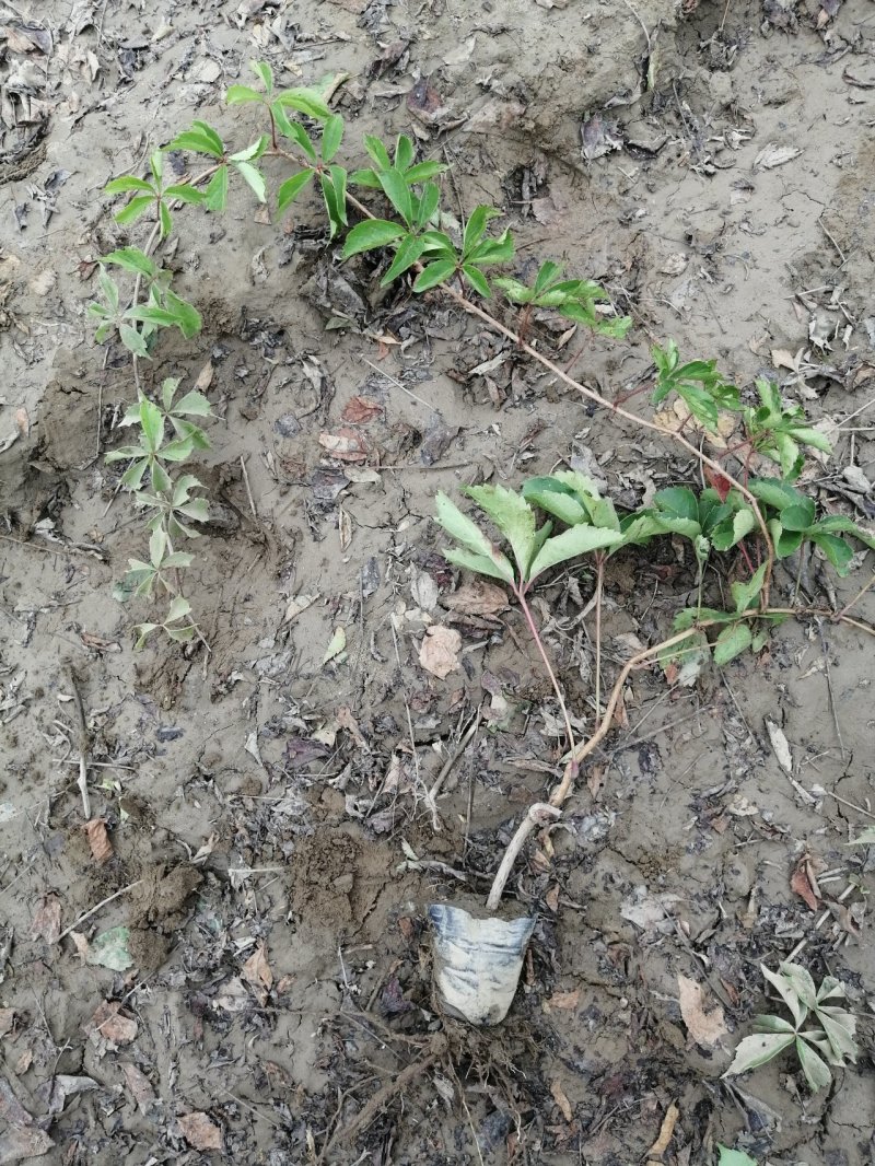 爬山虎五叶地锦爬山虎杯苗产地直销可以看货