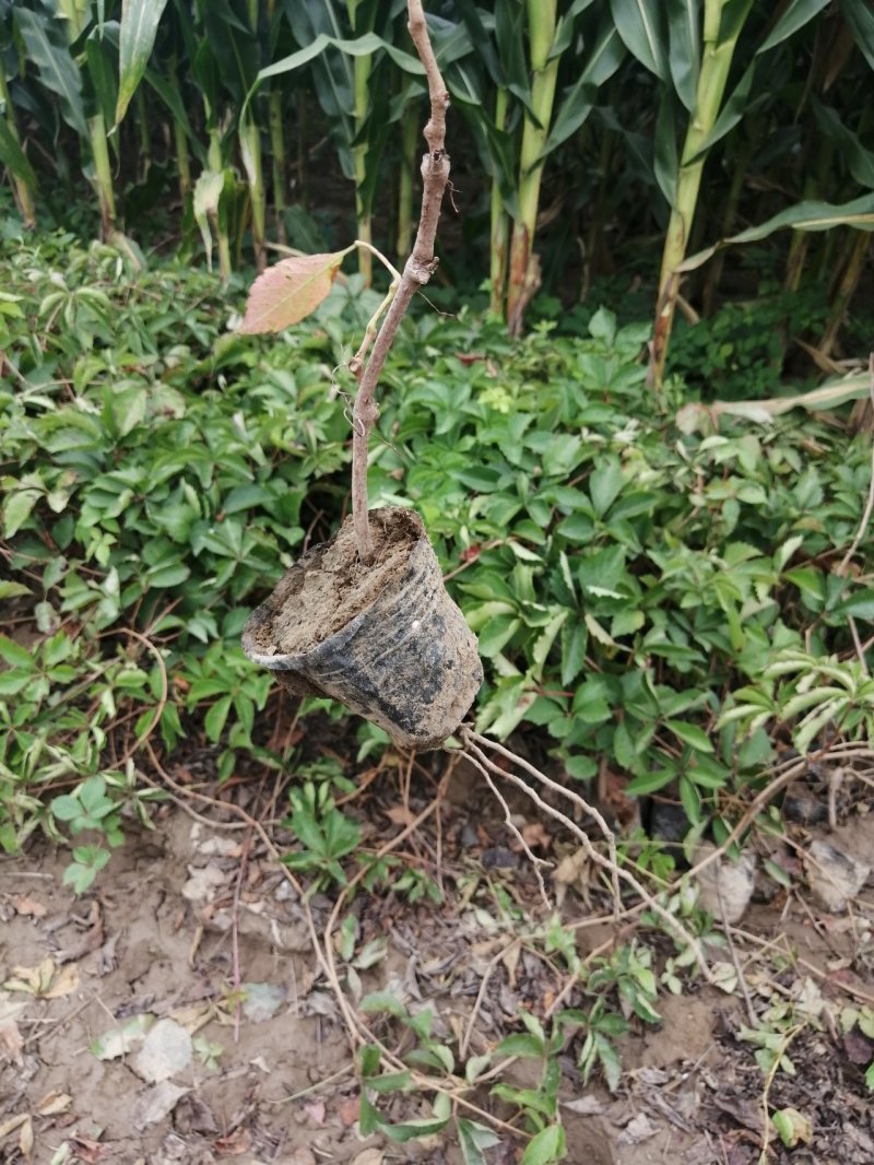 爬山虎五叶地锦爬山虎杯苗产地直销可以看货