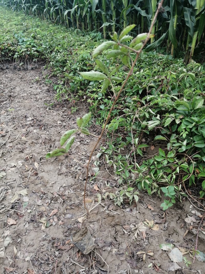 爬山虎五叶地锦爬山虎杯苗产地直销可以看货