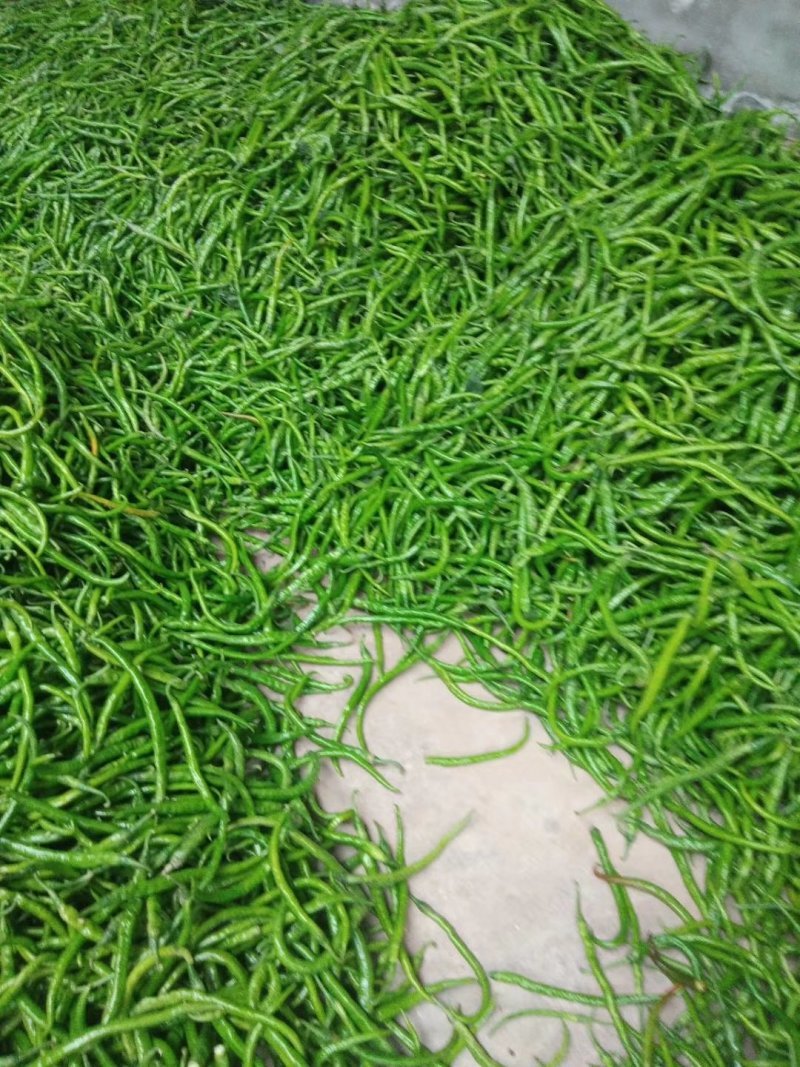 陕西辣椒，条直，25cm，货源充足，