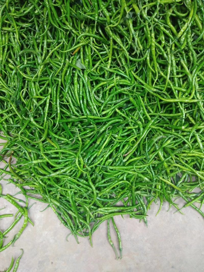 陕西辣椒，条直，25cm，货源充足，