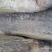 鲅鱼各种规格大量批发需要联系